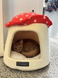 Reunited Female Cat last seen Roberts road, Hilliard, OH 43026