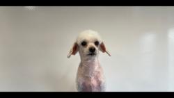 Lost Male Dog last seen Island Drive and Harbour Blvd, Miramar, FL 33023