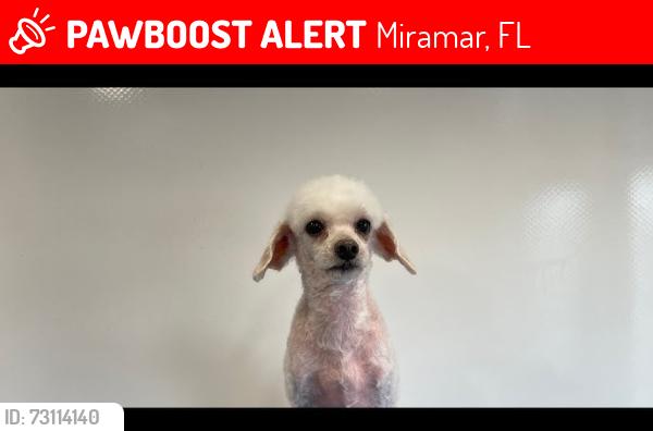 Lost Male Dog last seen Island Drive and Harbour Blvd, Miramar, FL 33023
