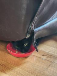 Found/Stray Unknown Cat last seen 108th and Simms, Westminster, CO 80021