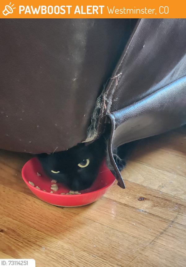 Found/Stray Unknown Cat last seen 108th and Simms, Westminster, CO 80021