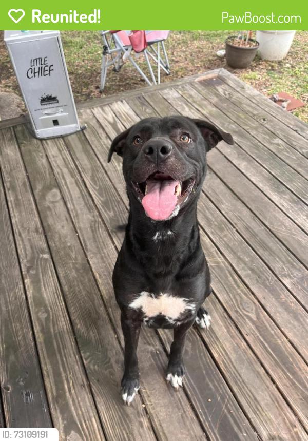 Reunited Male Dog last seen Walker and South cooper, Memphis, TN 38114