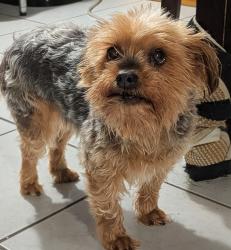 Reunited Female Dog last seen Wellington and Laverne, Chicago, IL 60647
