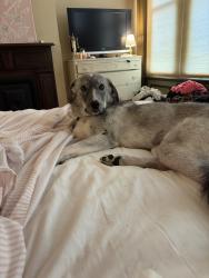 Lost Female Dog last seen Shenandoah and Grand, St. Louis, MO 63104