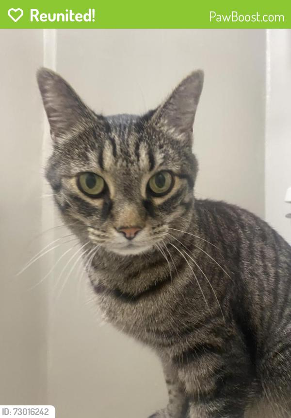 Reunited Female Cat last seen Chestnut Blvd, Cuyahoga Falls, OH 44221