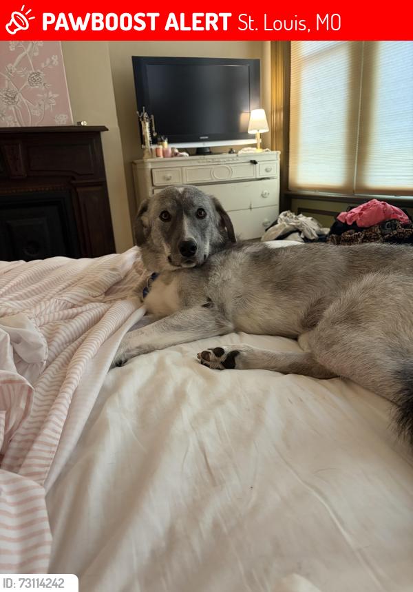 Lost Female Dog last seen Shenandoah and Grand, St. Louis, MO 63104
