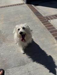 Reunited Female Dog last seen Whittier Lane Huntington Beach, Huntington Beach, CA 92647