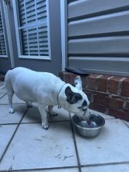 Reunited Male Dog last seen Club Road and Orchard Knob Lane, High Point, NC 27265