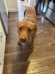 Found/Stray Female Dog last seen N Kings Rd, Nampa, ID 83687