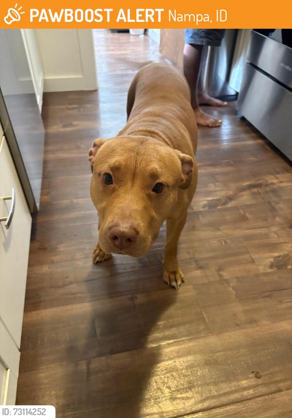 Found/Stray Female Dog last seen N Kings Rd, Nampa, ID 83687
