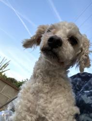 Lost Female Dog last seen Princeton and Cedar, Fresno, CA 93703