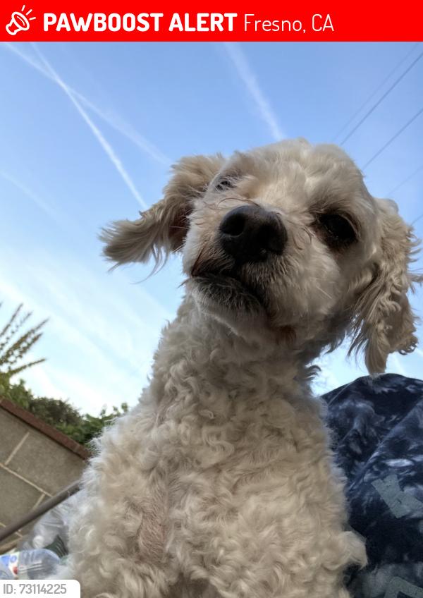 Lost Female Dog last seen Princeton and Cedar, Fresno, CA 93703