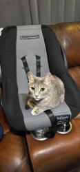 Lost Female Cat last seen Wesley Ellison and Willingham, Anderson County, SC 29697