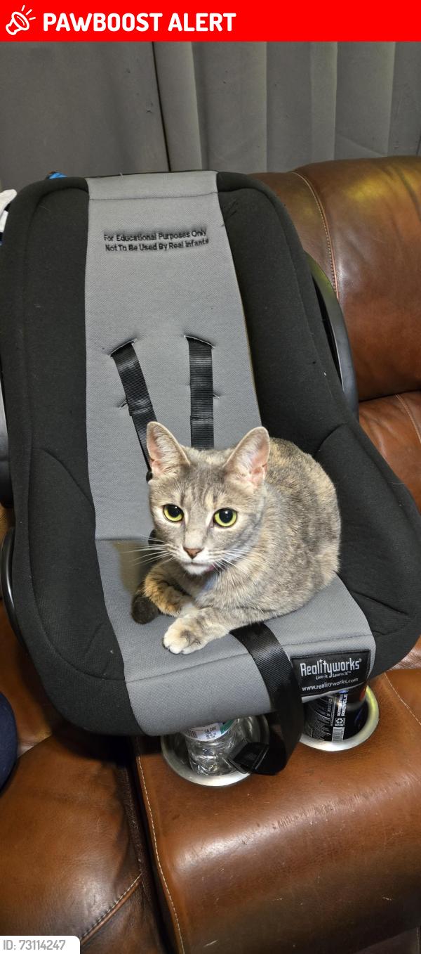 Lost Female Cat last seen Wesley Ellison and Willingham, Anderson County, SC 29697