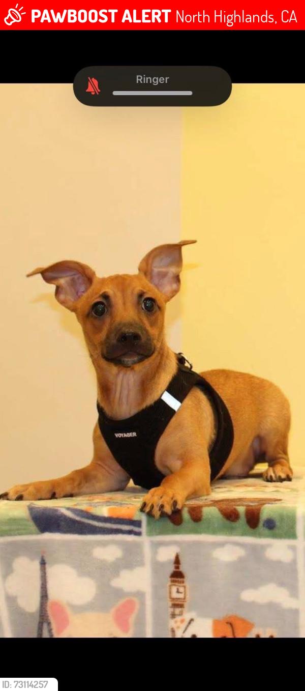 Lost Male Dog last seen melrose, North Highlands, CA 95660