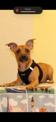 Lost Male Dog last seen melrose, North Highlands, CA 95660