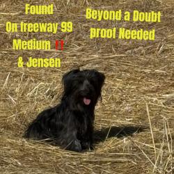 Found/Stray Unknown Dog last seen 99/ E Jensen, Fresno, CA 93725