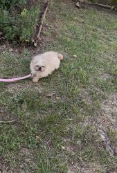 Lost Female Dog last seen Meadowbrook Rd, Asheboro, NC 27203