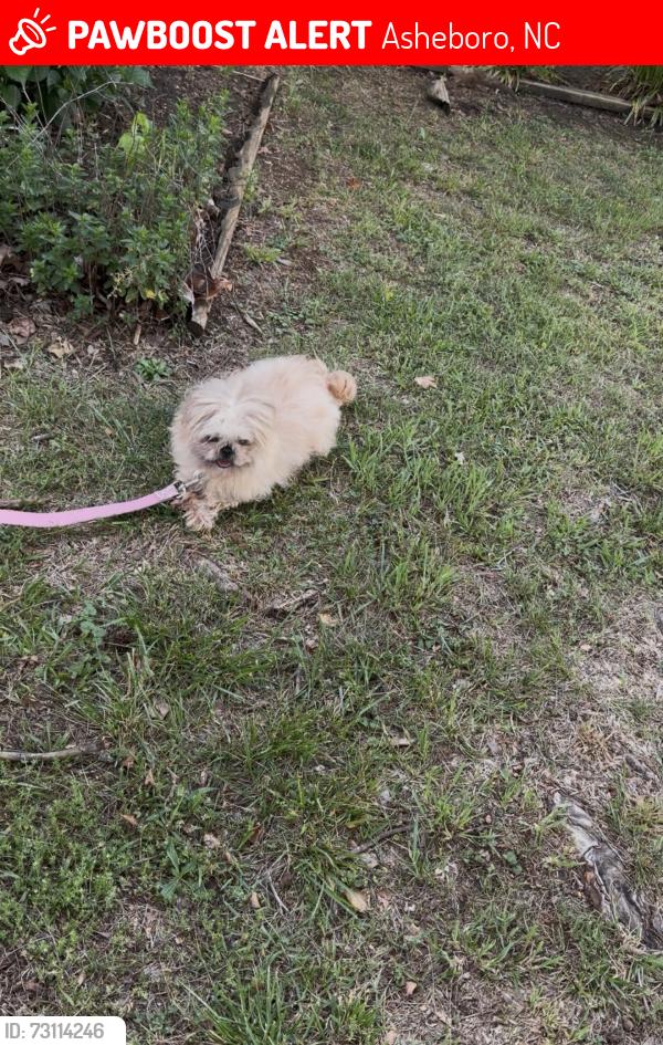 Lost Female Dog last seen Meadowbrook Rd, Asheboro, NC 27203