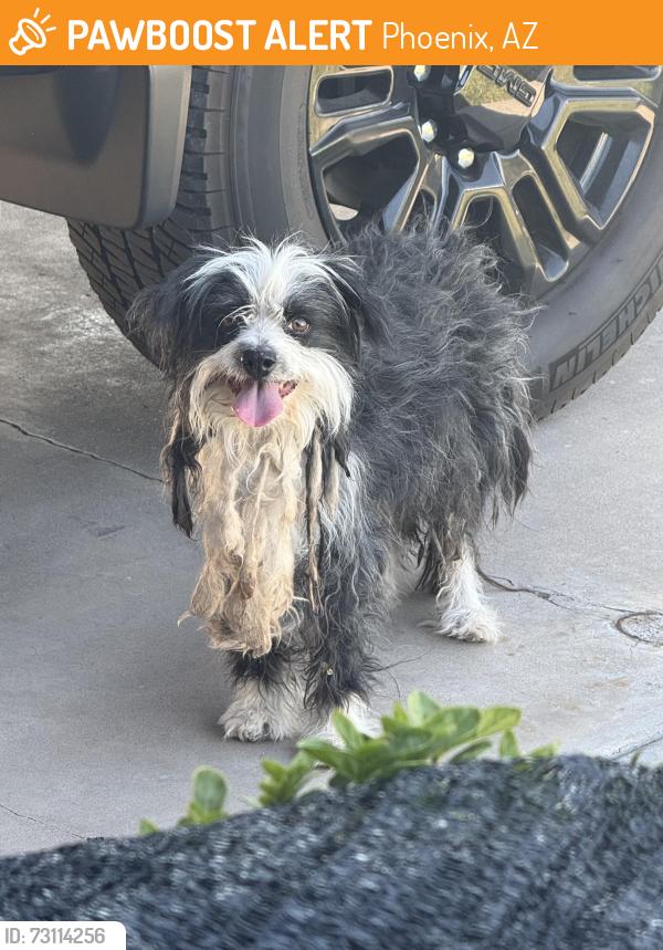 Found/Stray Unknown Dog last seen 33rd street & Garfield St. Phoenix, Phoenix, AZ 85008