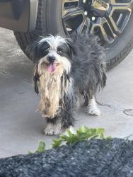 Found/Stray Unknown Dog last seen 33rd street & Garfield St. Phoenix, Phoenix, AZ 85008