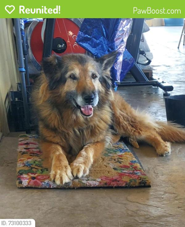 Reunited Female Dog last seen 40th St East & T8 in East side Palmdale, Palmdale, CA 93550