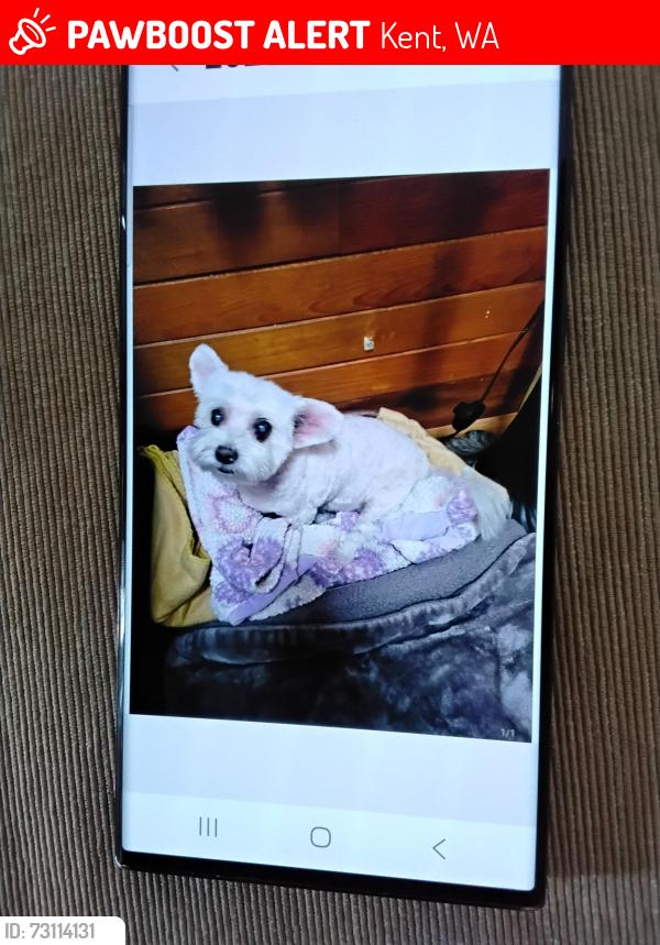 Lost Female Dog last seen Close to military road, Kent, WA 98032