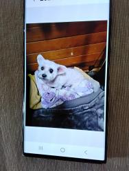 Lost Female Dog last seen Close to military road, Kent, WA 98032