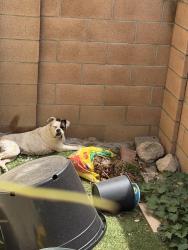Found/Stray Female Dog last seen Edinger Ave. and Ward, Fountain Valley, CA 92708