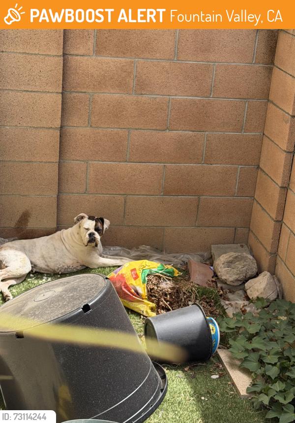 Found/Stray Female Dog last seen Edinger Ave. and Ward, Fountain Valley, CA 92708