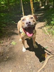 Shelter Stray Male Dog last seen Near BLOCK MAPLE ST, 3528 Newburg Rd, Louisville, KY 40218, USA