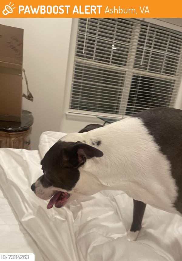 Found/Stray Female Dog last seen Timber Square, Ashburn, VA 20147