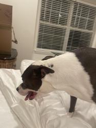 Found/Stray Female Dog last seen Timber Square, Ashburn, VA 20147