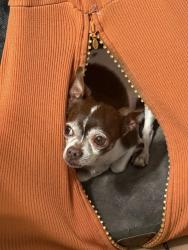Reunited Male Dog last seen Near w 16 st hialeah, Hialeah, FL 33010