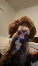 Found/Stray Male Dog last seen Michigan Avenue, Bellview, FL 32526