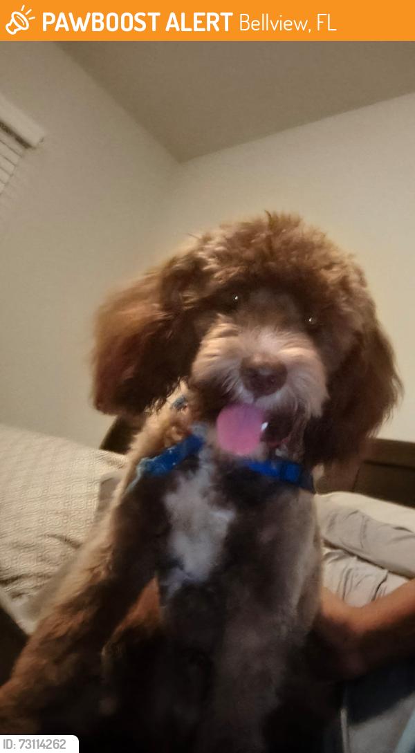 Found/Stray Male Dog last seen Michigan Avenue, Bellview, FL 32526