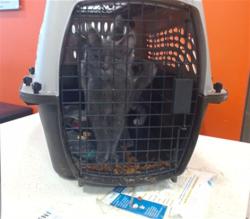 Shelter Stray Female Cat last seen Near BLOCK WEST MARKET, 3528 Newburg Rd, Louisville, KY 40218, USA