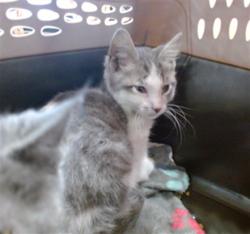 Shelter Stray Male Cat last seen Near BLOCK WEST MARKET, 3528 Newburg Rd, Louisville, KY 40218, USA