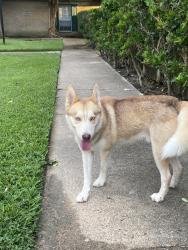 Found/Stray Male Dog last seen Greengrass st, Houston, TX 77008