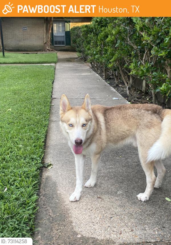 Found/Stray Male Dog last seen Greengrass st, Houston, TX 77008