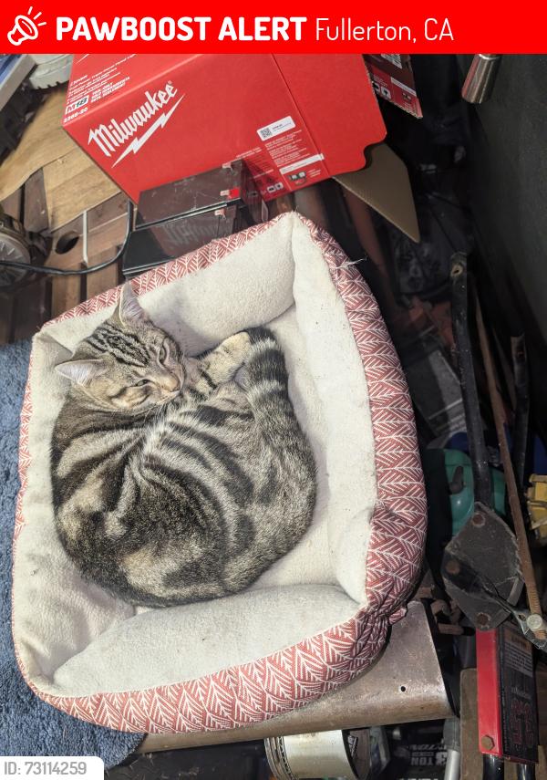 Lost Male Cat last seen Baker and Houston orangethorpe park, Fullerton, CA 92833