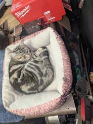 Lost Male Cat last seen Baker and Houston orangethorpe park, Fullerton, CA 92833