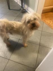 Lost Male Dog last seen Near Canyon st Mississauga, Mississauga, ON L5H 1Z5
