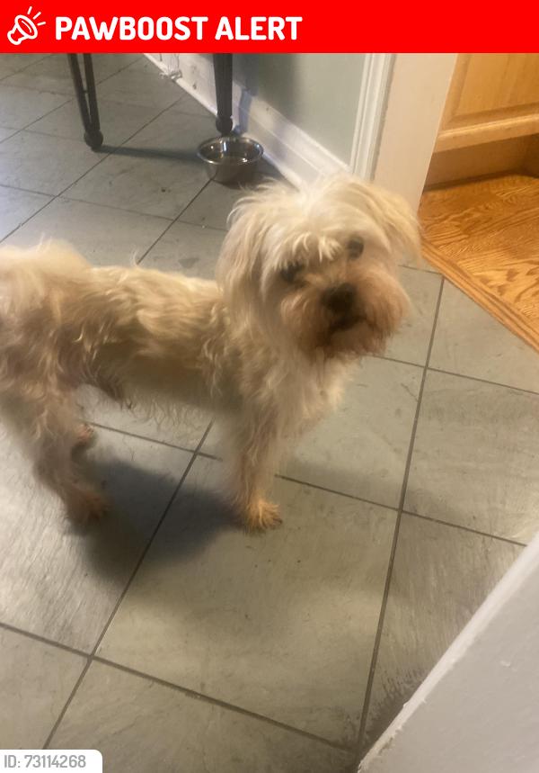 Lost Male Dog last seen Near Canyon st Mississauga, Mississauga, ON L5H 1Z5