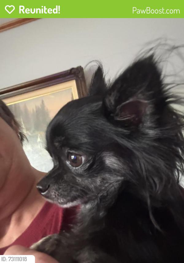 Reunited Female Dog last seen Cherry St, Vine st, Whittenberg St, Ooltewah, TN 37363