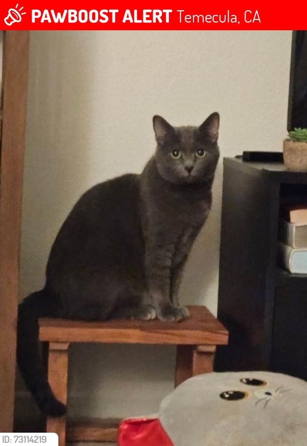 Lost Male Cat last seen Rancho California Rd. and Hummber Dr., Temecula, CA 92591