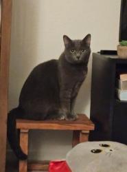 Lost Male Cat last seen Rancho California Rd. and Hummber Dr., Temecula, CA 92591