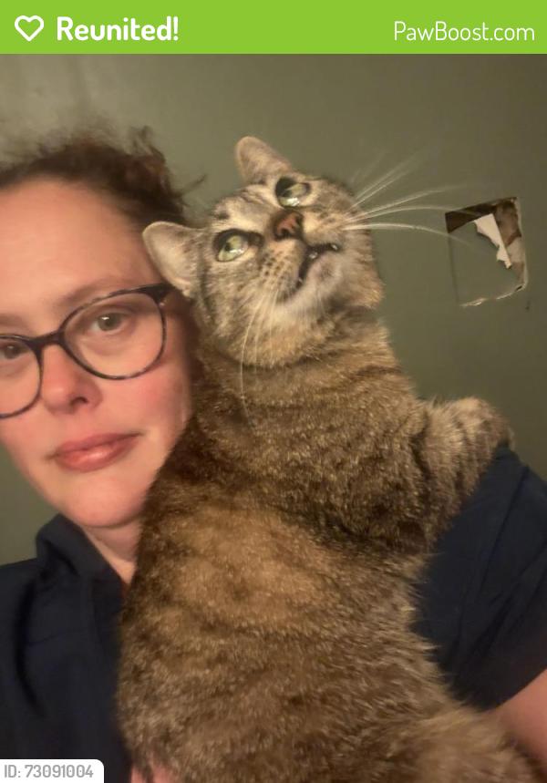 Reunited Female Cat last seen Airport and Snow, Mobile, AL 36608