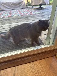 Reunited Unknown Cat last seen Jurgans and Ladd ct, Tualatin, OR 97062