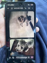 Lost Male Dog last seen Near w thresea ave, Anaheim, CA 92804